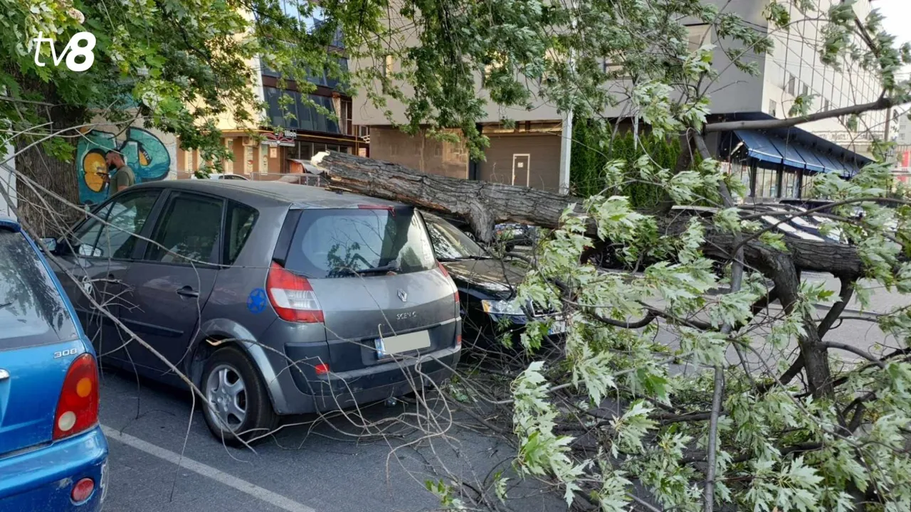 В Кишиневе из-за сильного ветра на машину упало дерево