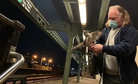 Ястреб залетел в метро Нью-Йорка и прожил там несколько дней