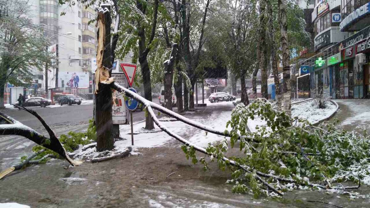 Zăpada doboară copacii în Capitală. Sute de locuitori au rămas fără energie electrică