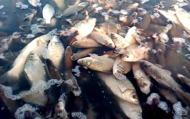 Под Одессой массовый мор рыбы