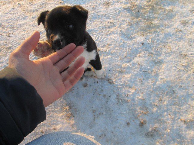 В омском селе кролик ухаживает за тремя щенками убитой собаки