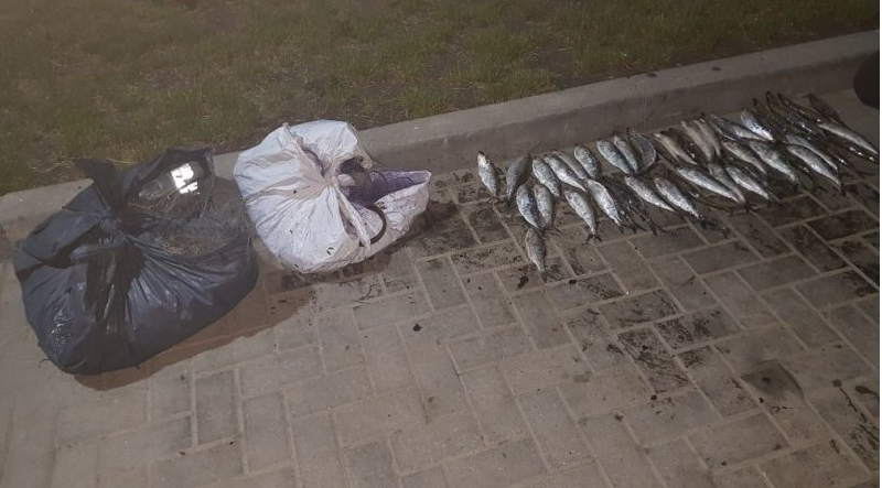Несмотря на запрет, трое мужчин сетями ловили рыбу на Днестре