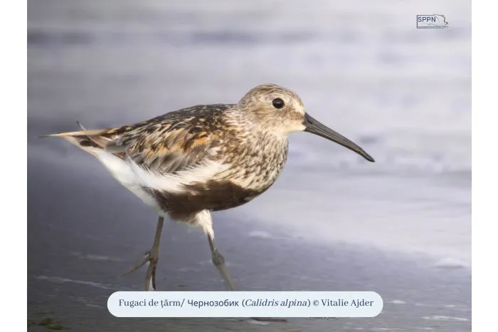 O nouă Listă Roşie a speciilor periclitate include cinci păsări din fauna R. Moldova