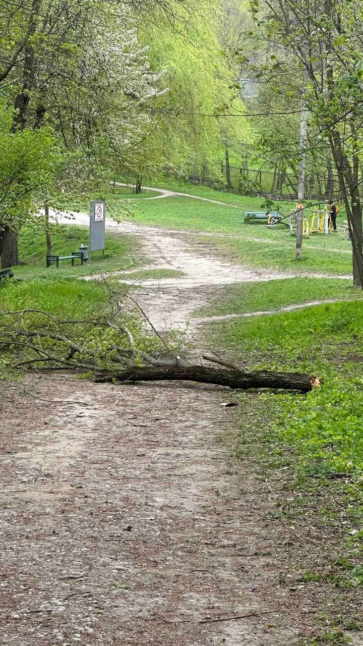 В парке на Рышкановке упавшее дерево убило пенсионера