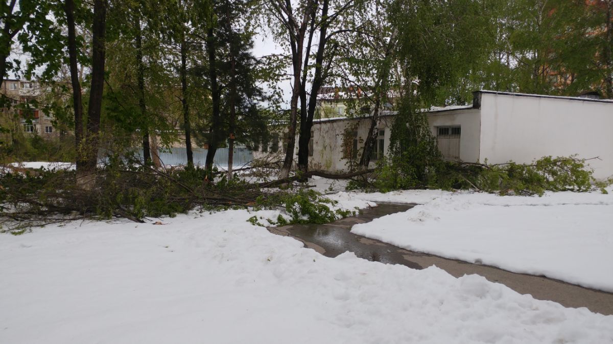 Двор столичного лицея полностью завален ветками