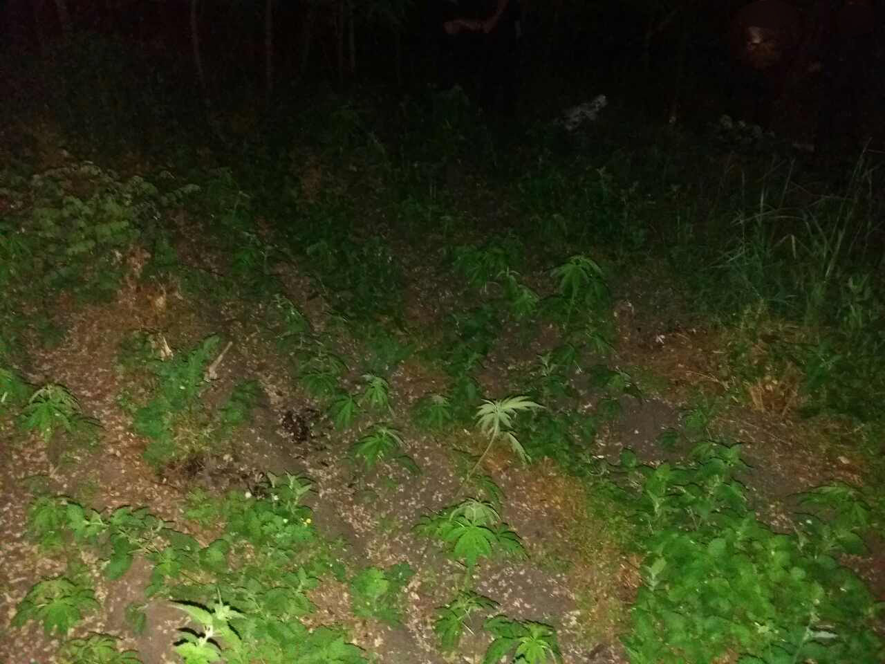 В Сорокском районе пограничники обнаружили плантацию конопли в 300 кв м