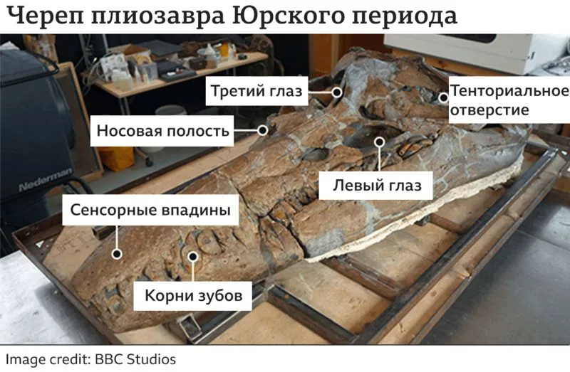 В Великобритании обнаружили гигантский череп плиозавра