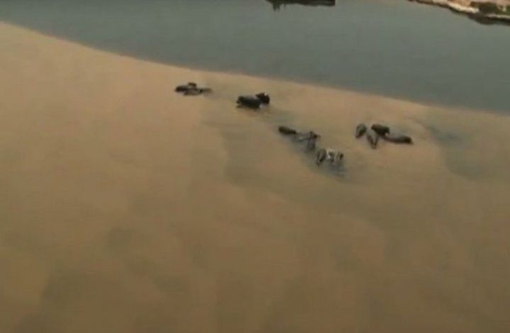 Imagini de groază: Ce se întâmplă cu aceste animale