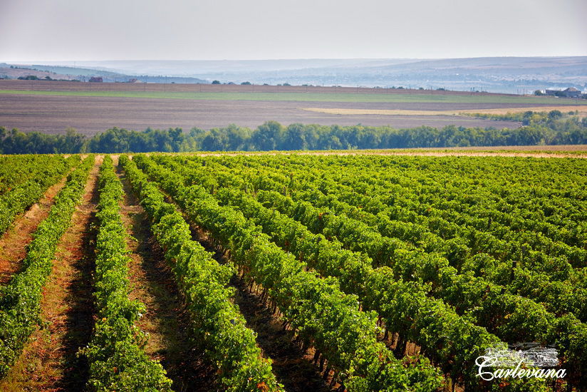 «Dionysos-Mereni» va fabrica un număr record de sticle de vin