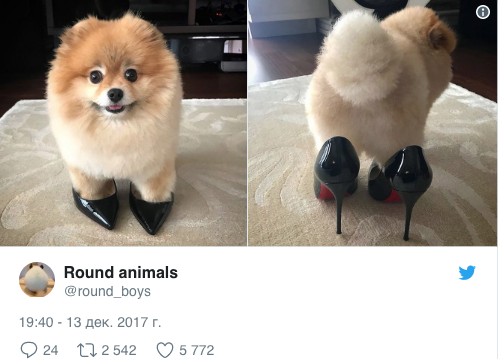 Round animals