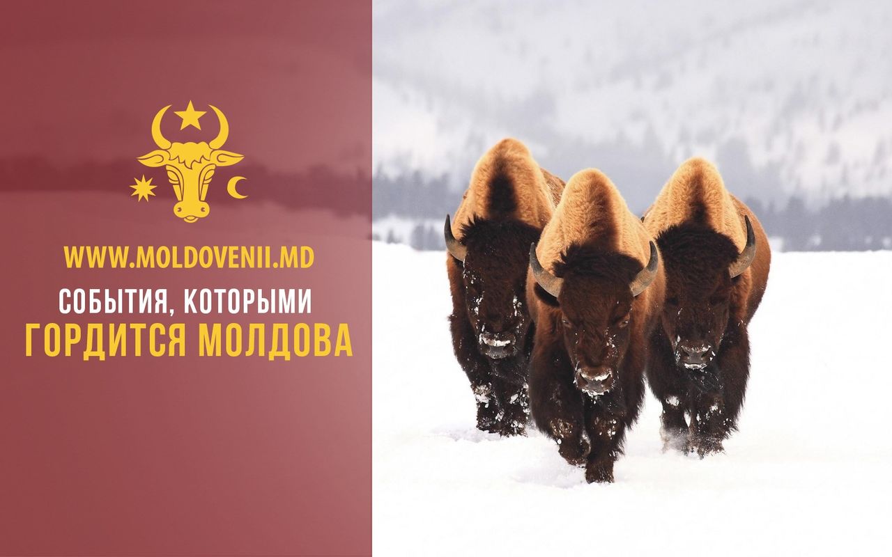 Сайт Moldovenii.md отмечает 10-летний юбилей