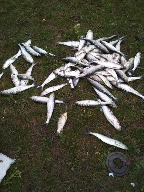 В трех районах выявлены случаи рыбного браконьерства