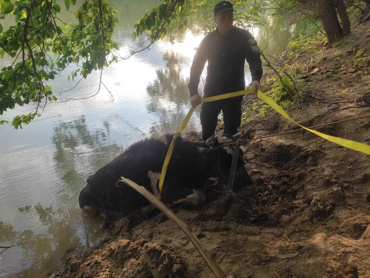 В Унгенском районе спасатели вытащили из реки Прут тонувшую корову