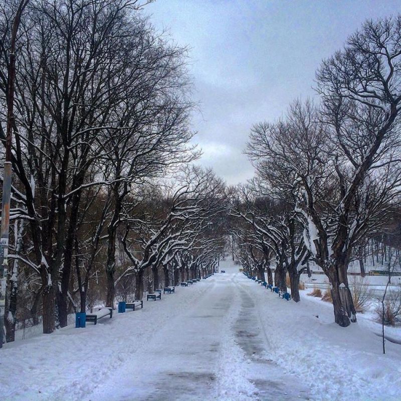 Copacii de pe o alee din Parcul „Valea Trandafirilor” au dispărut peste noapte