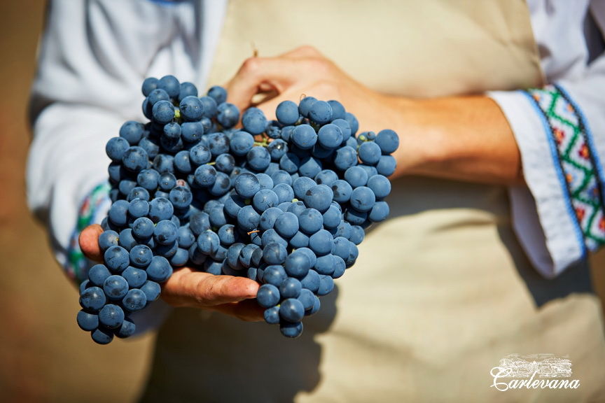 «Dionysos-Mereni» va fabrica un număr record de sticle de vin