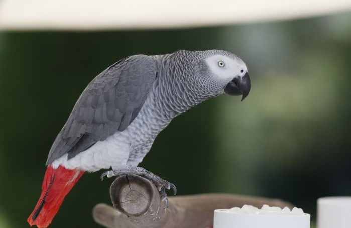 Girafele, o specie ameninţată cu dispariţia