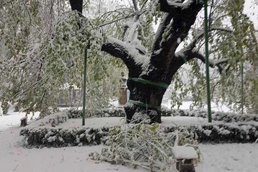 Teiul lui Eminescu, în pericol să se rupă