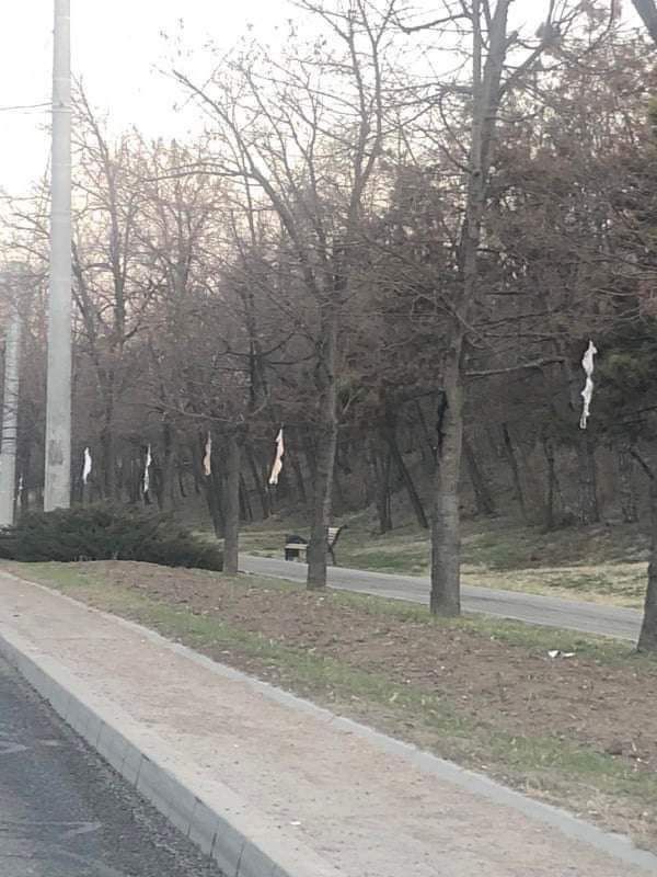 На Рышкановке развесили на деревьях нижнее белье