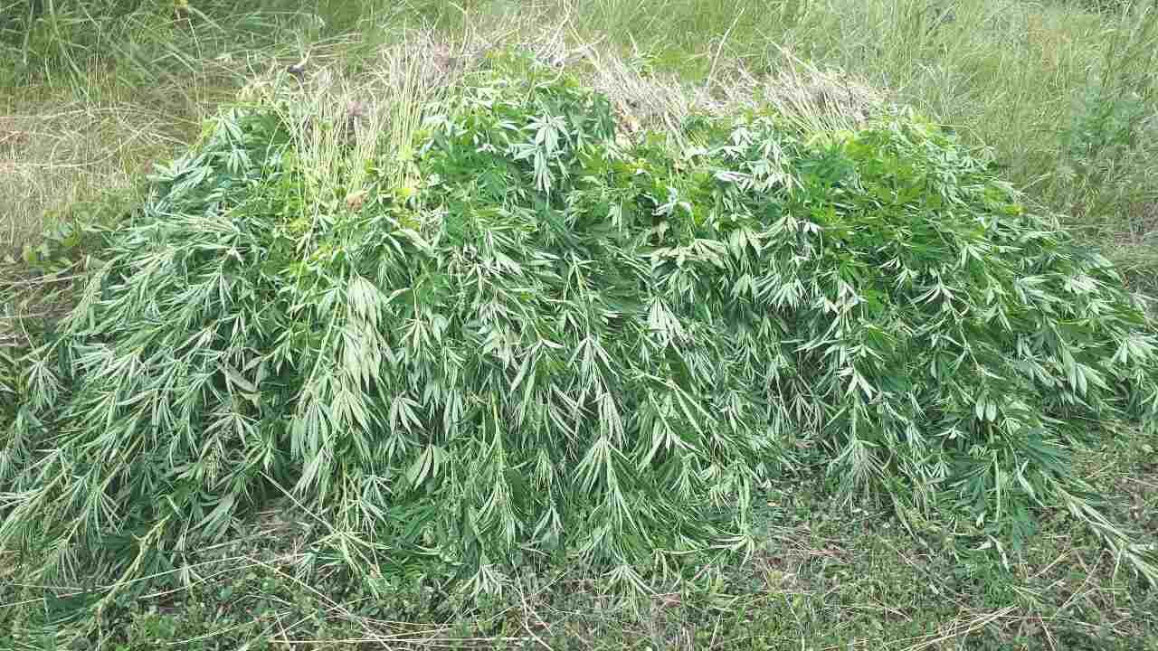 Plantații de cânepă, depistate la frontiera cu Ucraina