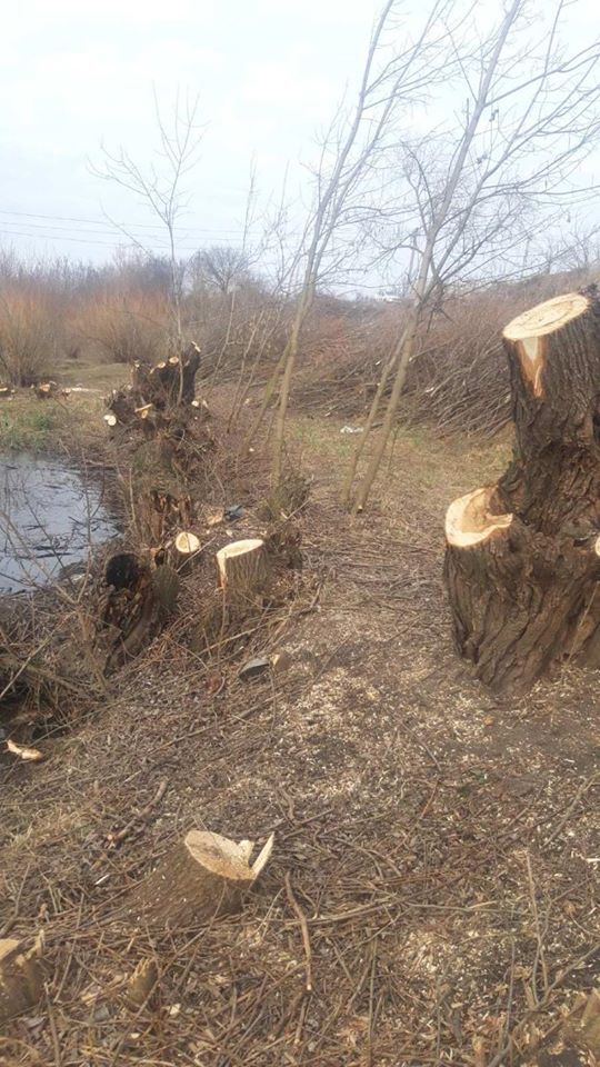 В Дрокии задержали мужчину в момент незаконной вырубки деревьев