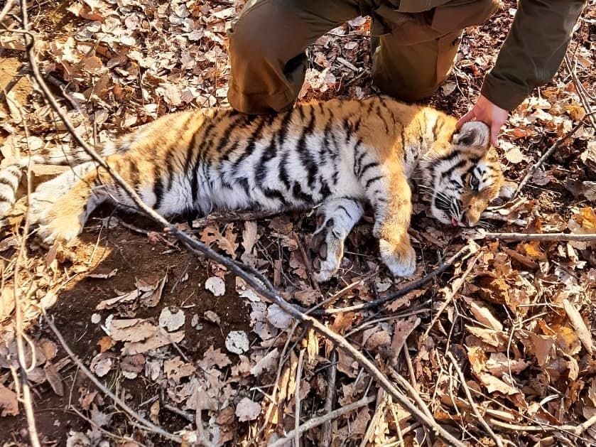 В Приморском крае спасли амурского тигренка, угодившего лапой в капкан
