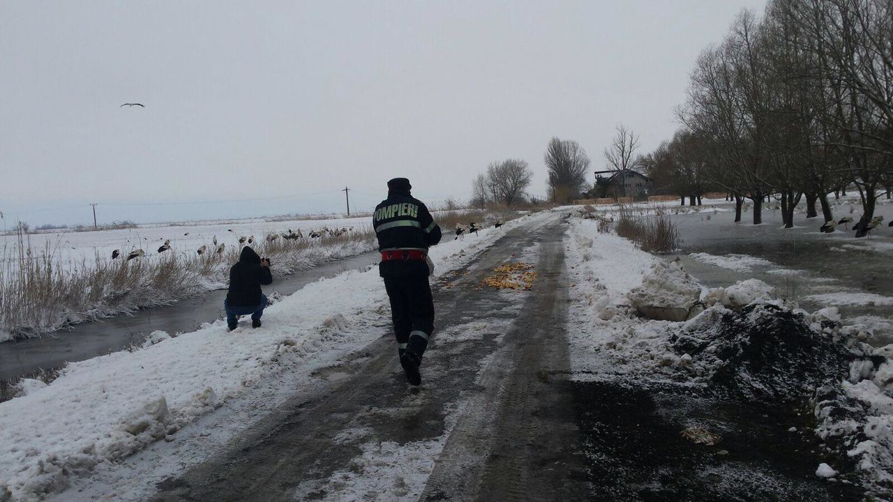 Румынские спасатели помогают аистам, находящимся в опасности из-за снега