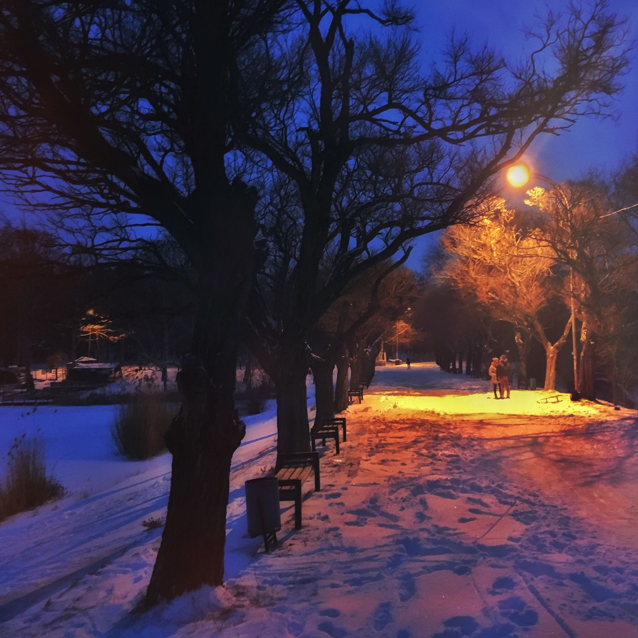 Copacii de pe o alee din Parcul „Valea Trandafirilor” au dispărut peste noapte