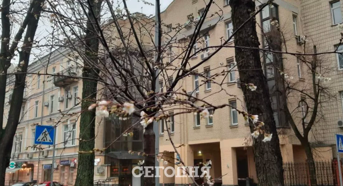 В Киеве посреди декабря зацвели деревья