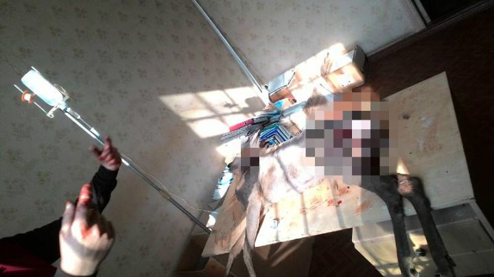 Un căprior, sfâşiat de un maidanez la Ştefan Vodă