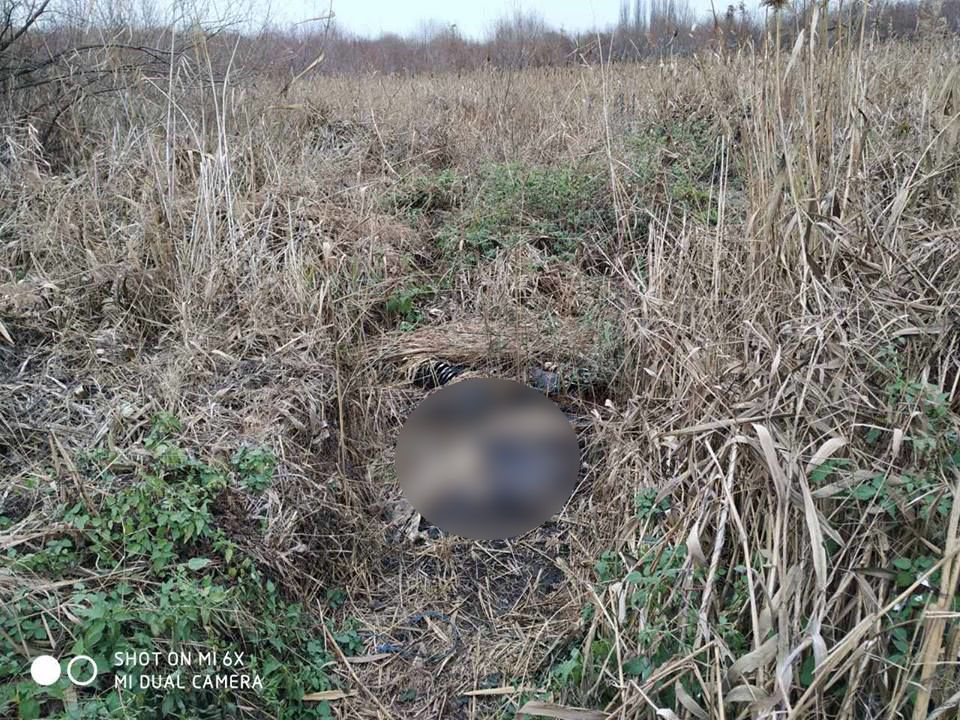В селе Резинского района туши мертвых свиней разлагаются прямо на улице