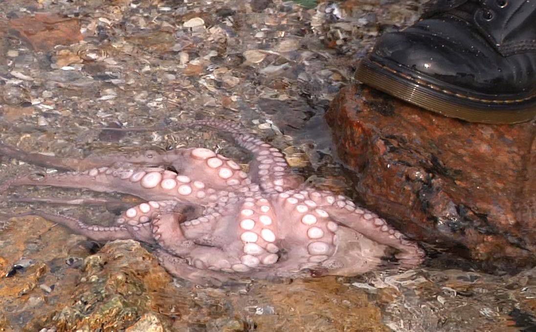 В Одессе на пляже обнаружили необычного морского жителя