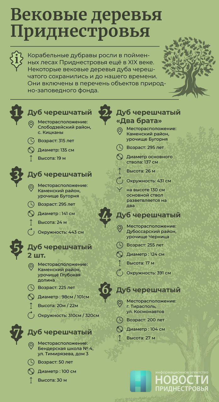 В Приднестровье сохранилось восемь вековых дубов