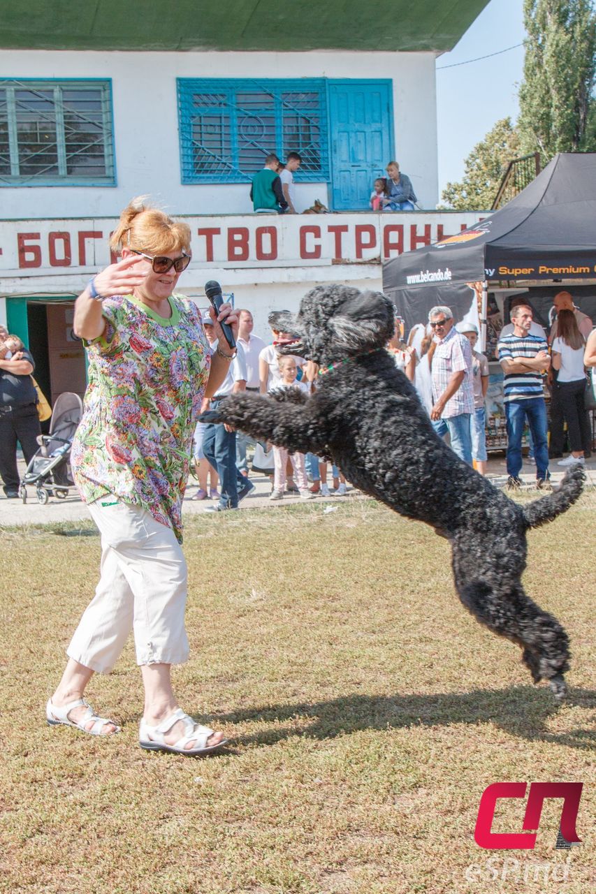 Главный трофей выставки собак остался в Бельцах