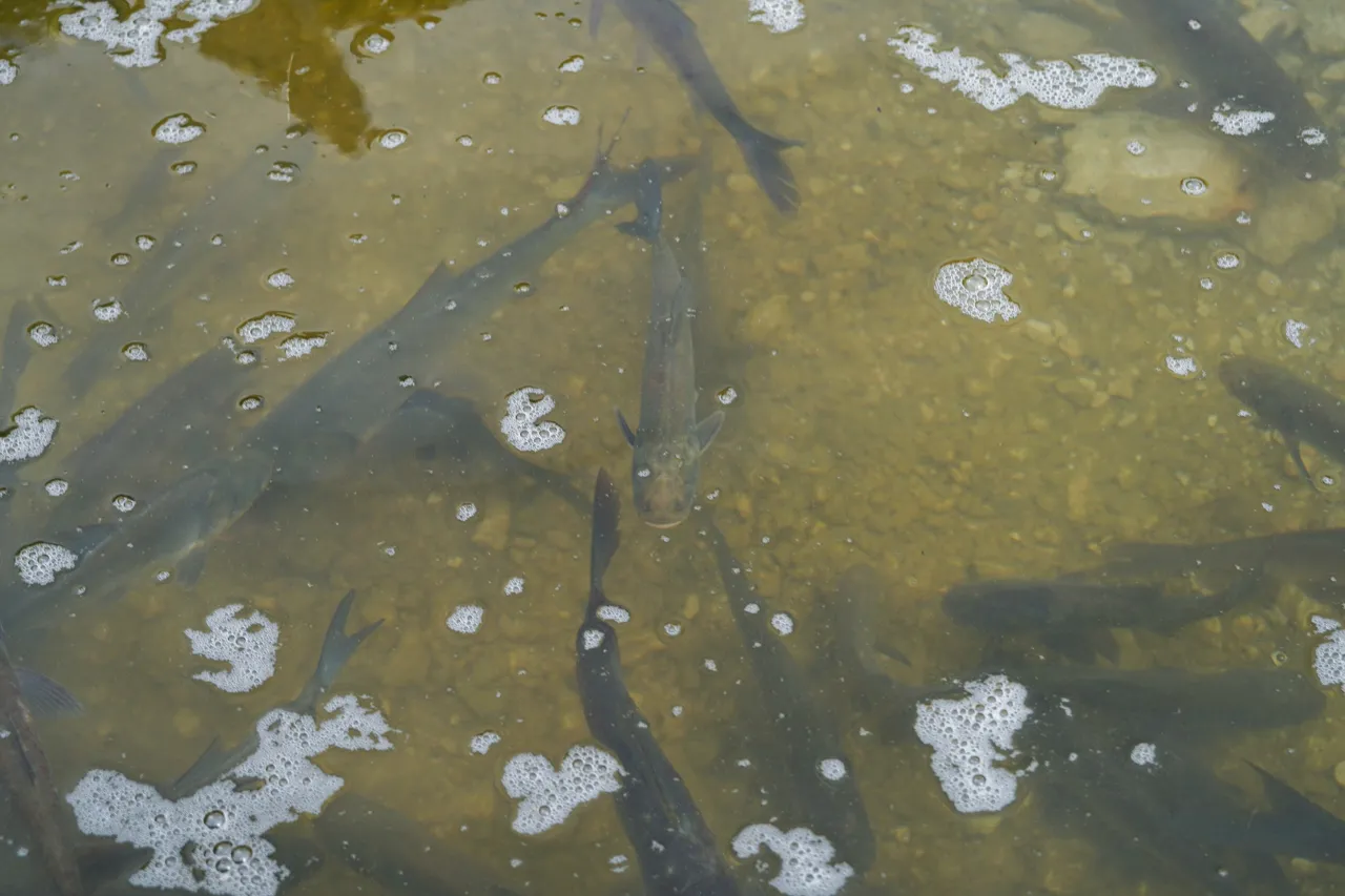 В реку Прут в районе озера Костешть-Стынка выпущено 2,5 тонны рыбы