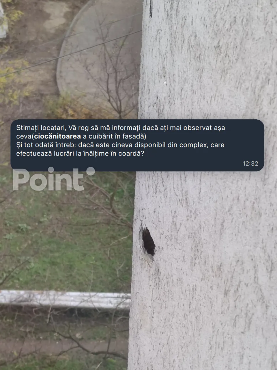O ciocănitoare și-a făcut un cuib în fațada unui bloc de locuințe din Chișinău