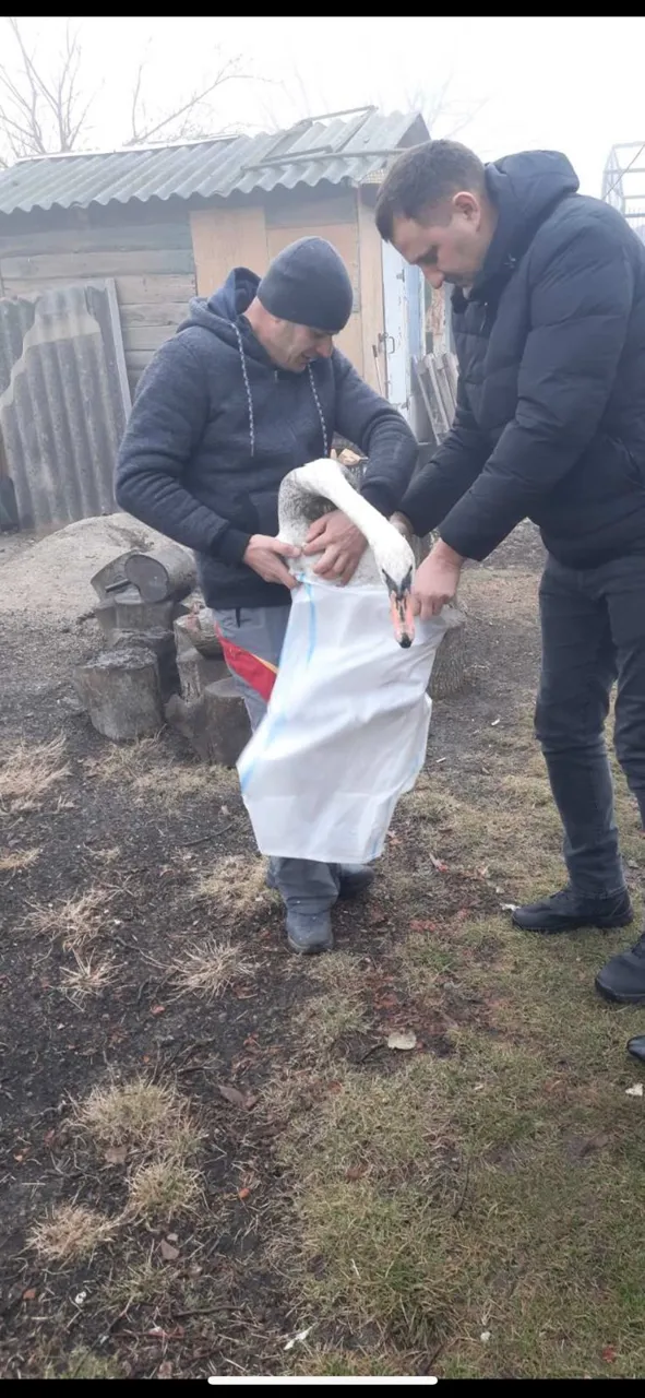 Un bărbat din raionul Sângerei a încercat să vândă o lebădă albă pe internet