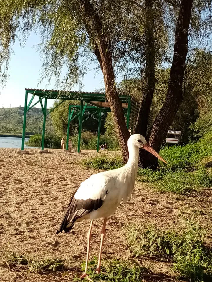 В Рыбнице отдыхающие засняли аиста на пляже