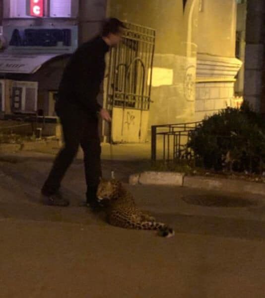 В Киеве заметили мужчину, выгуливавшего леопарда