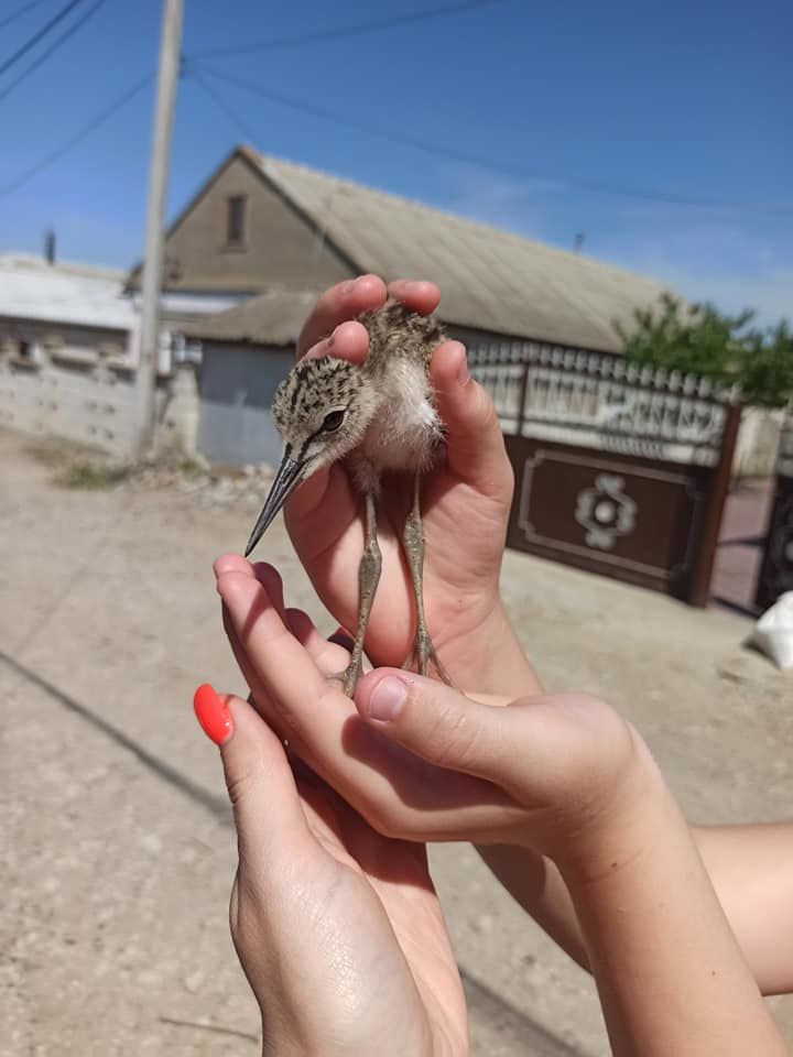 Жители Комрата спасли от верной гибели четырех птенцов ходулочника