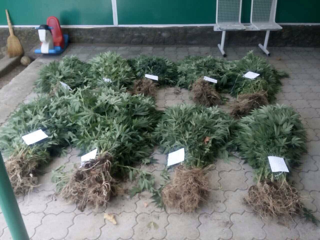 Cultivau droguri în propria grădină, două persoane reținute