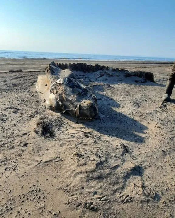 На побережье Сахалина обнаружили неизвестное существо