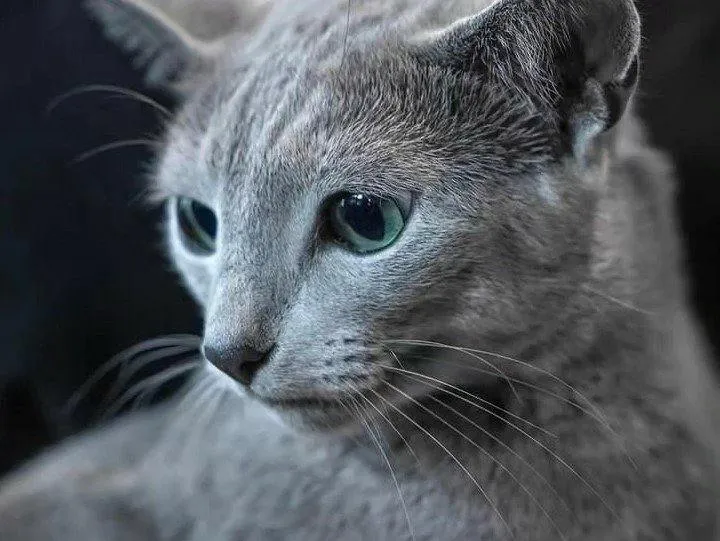 Кота породы русская голубая признали самым красивым на конкурсе в Норвегии