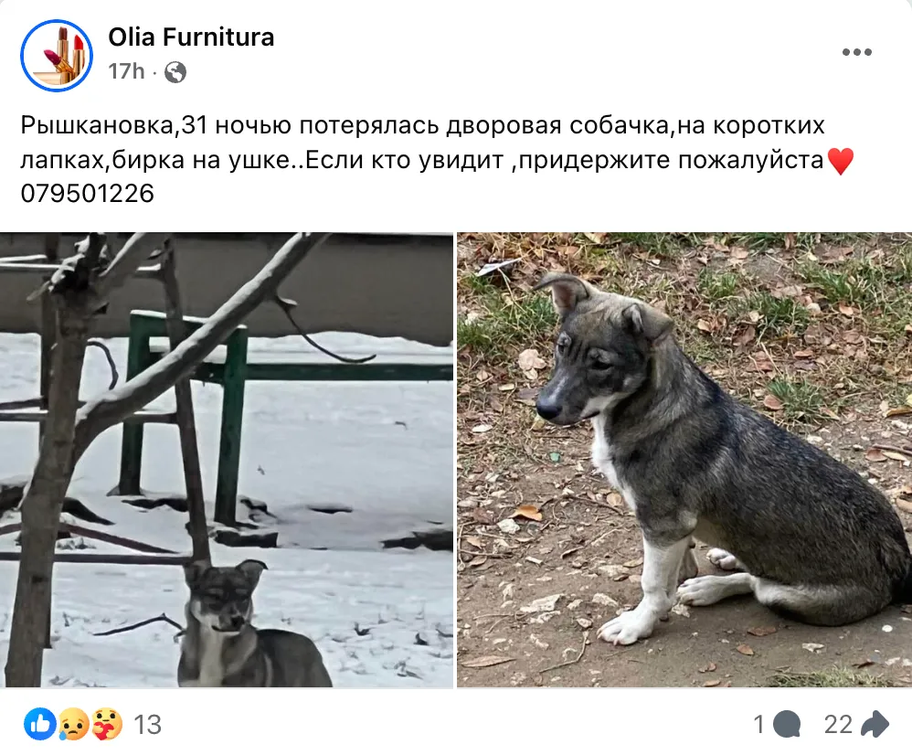 Десятки собак пропали в новогоднюю ночь из-за фейерверков
