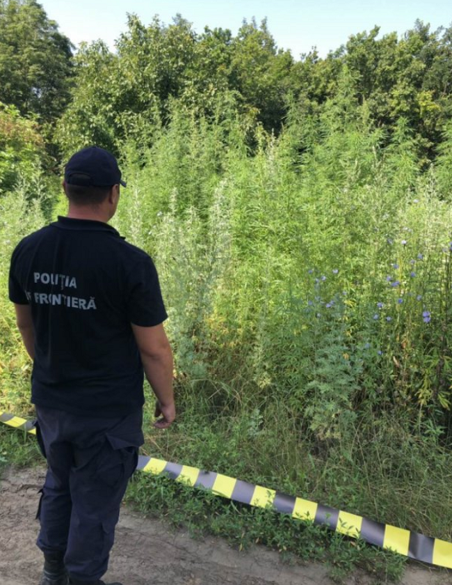Пограничные полицейские обнаружили плантацию конопли