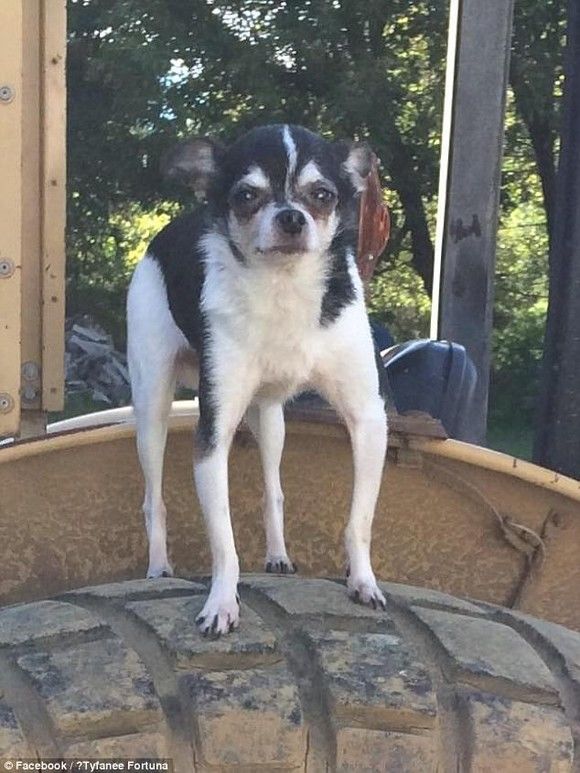 Un câine chihuahua şi-a mâncat stăpânul. Motivul pentru care a făcut acest lucru