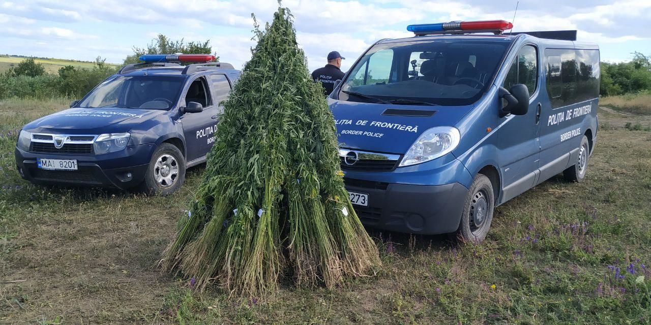 Вблизи границы были обнаружены более двух тысяч растений конопли