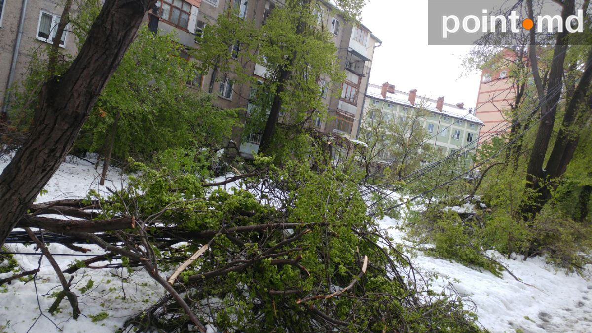 После разгула стихии Кишинев превратился в кладбище деревьев