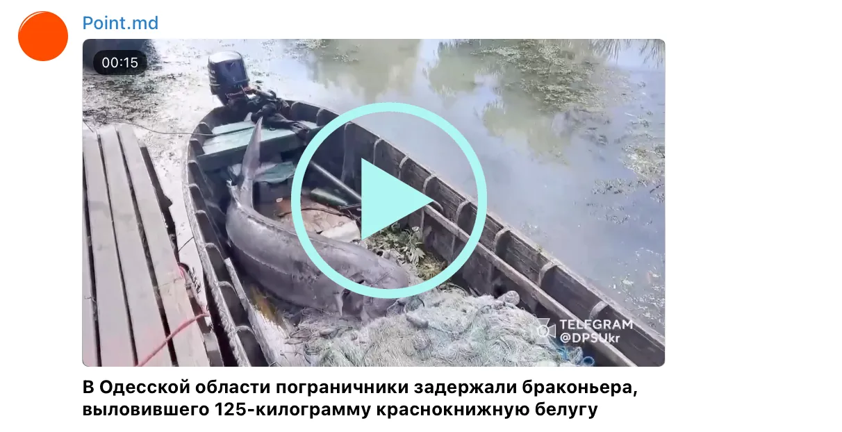 В Одесской области браконьеры поймали краснокнижную белугу весом 125 кг