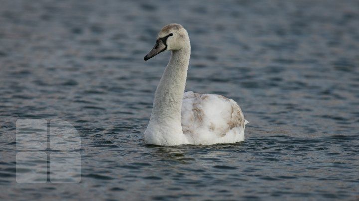 В разгар зимы на озере в парке "Валя Морилор" заметили лебедя