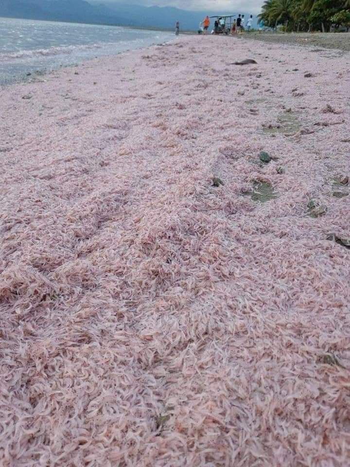 Тысячи креветок выбросило на пляж на Филиппинах